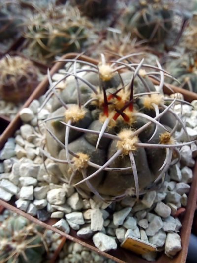 GYMNOCALYCIUM glaucum P 218 - Зображення 2
