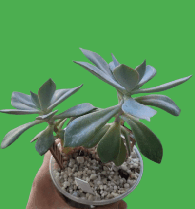 Graptoveria Fred Ives, горщик діаметром 9 см - Зображення 2