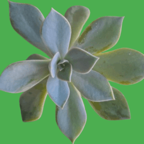 Graptoveria Fred Ives, горщик діаметром 9 см