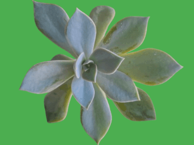 Graptoveria Fred Ives, горщик діаметром 9 см