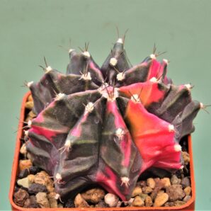 gymnocalycium-friedrichii-variegate-1