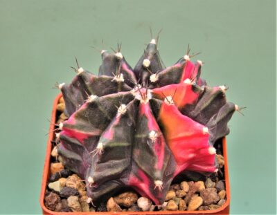 gymnocalycium-friedrichii-variegate-1