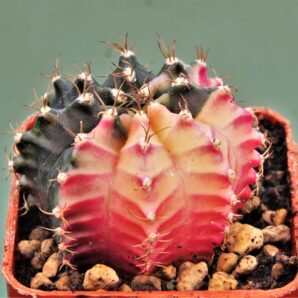 gymnocalycium-friedrichii-variegate-10