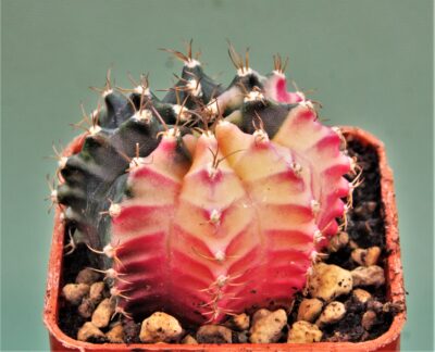 gymnocalycium-friedrichii-variegate-10