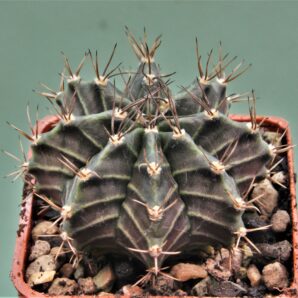 gymnocalycium-friedrichii-variegate-11