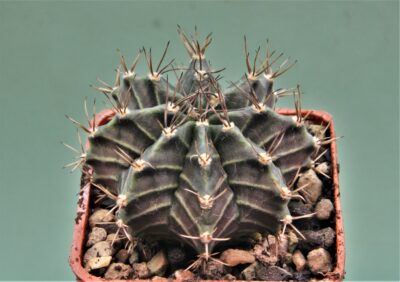 gymnocalycium-friedrichii-variegate-11