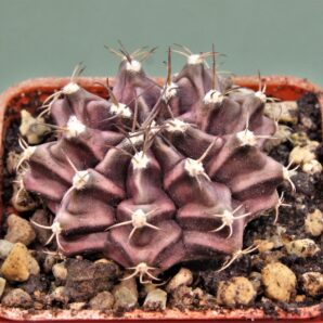 gymnocalycium-friedrichii-variegate-12