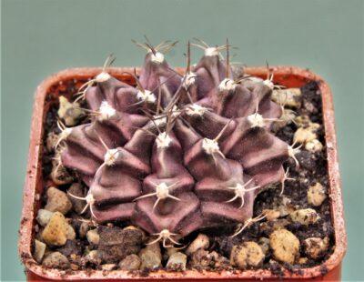 gymnocalycium-friedrichii-variegate-12