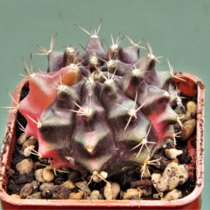 gymnocalycium-friedrichii-variegate-13
