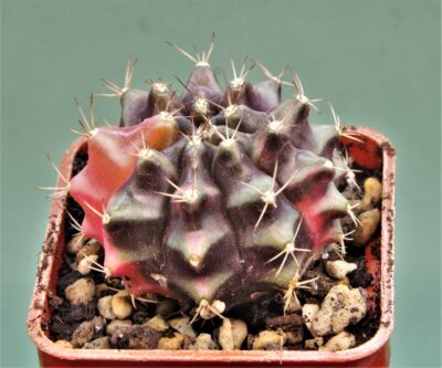gymnocalycium-friedrichii-variegate-13