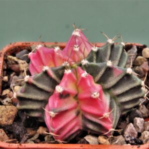 gymnocalycium-friedrichii-variegate-14