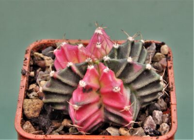 gymnocalycium-friedrichii-variegate-14