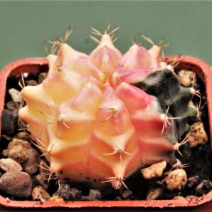 gymnocalycium-friedrichii-variegate-15