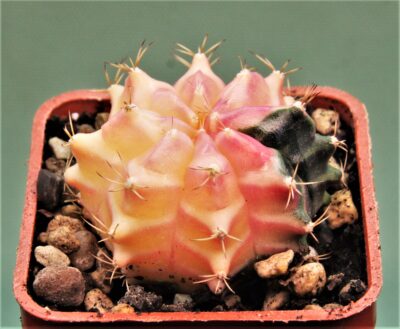 gymnocalycium-friedrichii-variegate-15