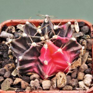 gymnocalycium-friedrichii-variegate-16