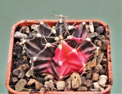gymnocalycium-friedrichii-variegate-16