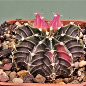 gymnocalycium-friedrichii-variegate-17