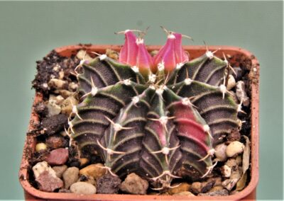gymnocalycium-friedrichii-variegate-17