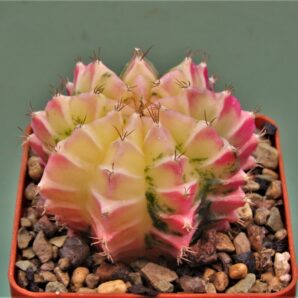 gymnocalycium-friedrichii-variegate-2