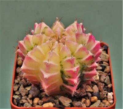 gymnocalycium-friedrichii-variegate-2