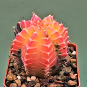 gymnocalycium-friedrichii-variegate-3