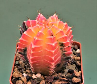 gymnocalycium-friedrichii-variegate-3