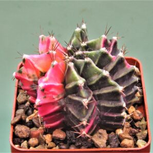 gymnocalycium-friedrichii-variegate-4
