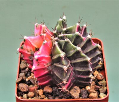 gymnocalycium-friedrichii-variegate-4