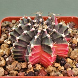 gymnocalycium-friedrichii-variegate-5.