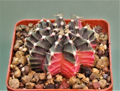 gymnocalycium-friedrichii-variegate-5.