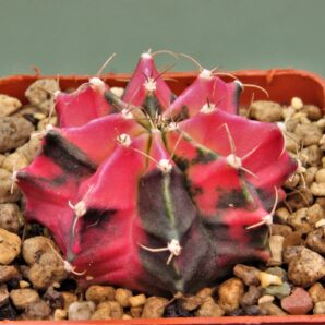 gymnocalycium-friedrichii-variegate-6.