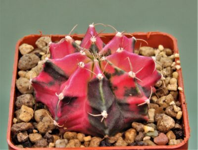 gymnocalycium-friedrichii-variegate-6.