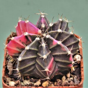 gymnocalycium-friedrichii-variegate-7