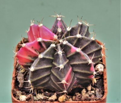 gymnocalycium-friedrichii-variegate-7