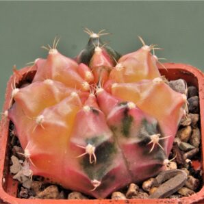 gymnocalycium-friedrichii-variegate-8