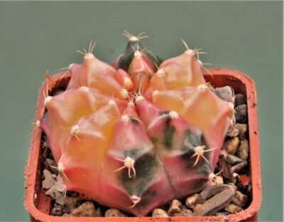 gymnocalycium-friedrichii-variegate-8