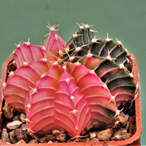 gymnocalycium-friedrichii-variegate-9