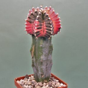 gymnocalycium-friedrichii-variegate-r1.