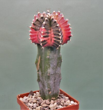 gymnocalycium-friedrichii-variegate-r1.