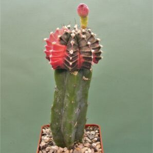 gymnocalycium-friedrichii-variegate-r2.