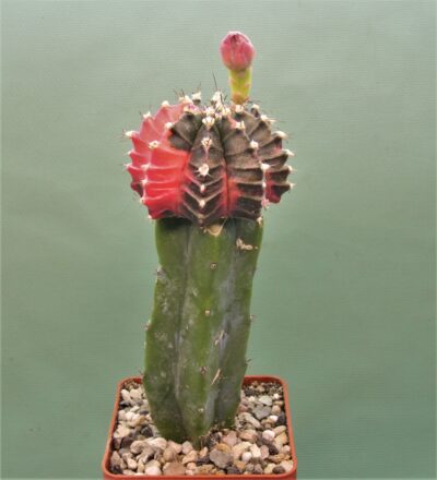 gymnocalycium-friedrichii-variegate-r2.