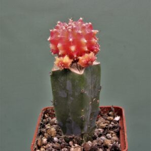 gymnocalycium-friedrichii-variegate-r3