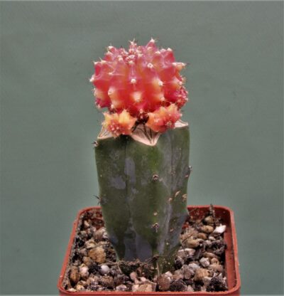 gymnocalycium-friedrichii-variegate-r3