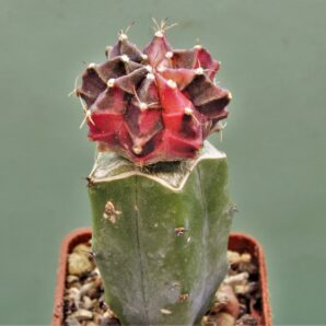 gymnocalycium-friedrichii-variegate-r4.