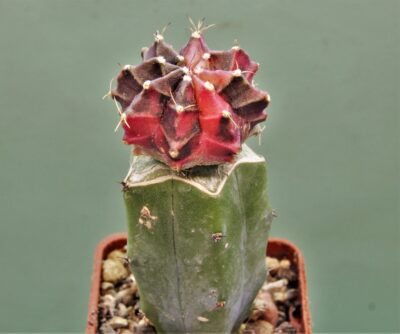 gymnocalycium-friedrichii-variegate-r4.