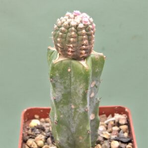 gymnocalycium-ragonesei-f-variegata-1