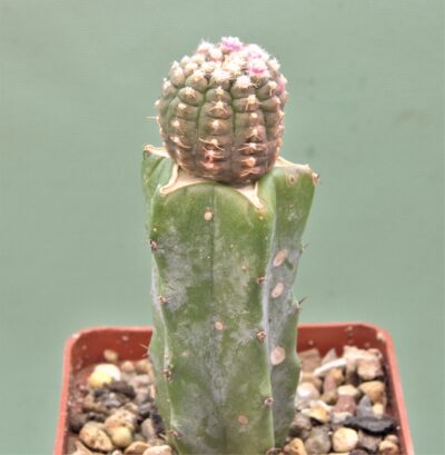 gymnocalycium-ragonesei-f-variegata-1