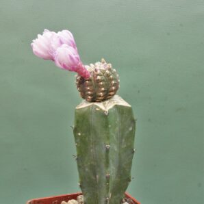gymnocalycium-ragonesei-f-variegata-2