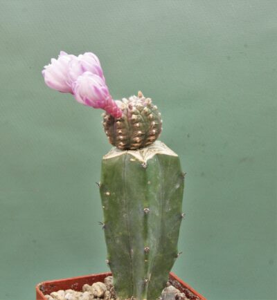 gymnocalycium-ragonesei-f-variegata-2