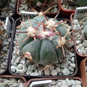 Echinocactus horizonthalonius Zacatecas Sombrerete